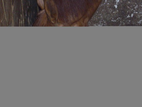 koně březí 046.jpg